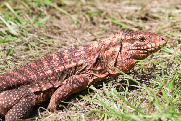 istock salvator rufescens, lagarto colorado 1138398712