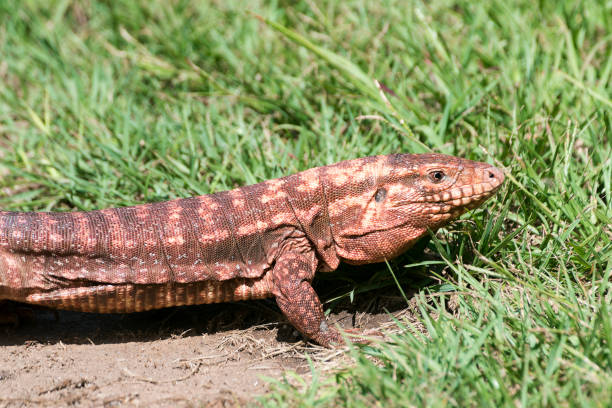istock salvator rufescens, lagarto colorado 1138398716