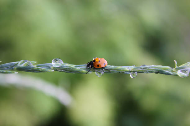 istock Fresh young grass with dew drops and a ladybug in the summer in the spring. Macro or macro nature 1138398732