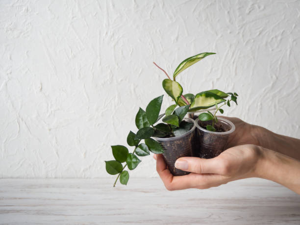 istock Seedlings potted plants in his hands. 1138400162