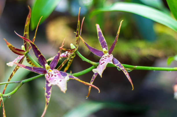 Conserved Spider Orchid clicked at The Kaziranga Orchid Park, Assam, India