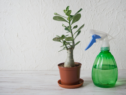 Sprayer and potted plant on the table. The breeding of indoor plants.