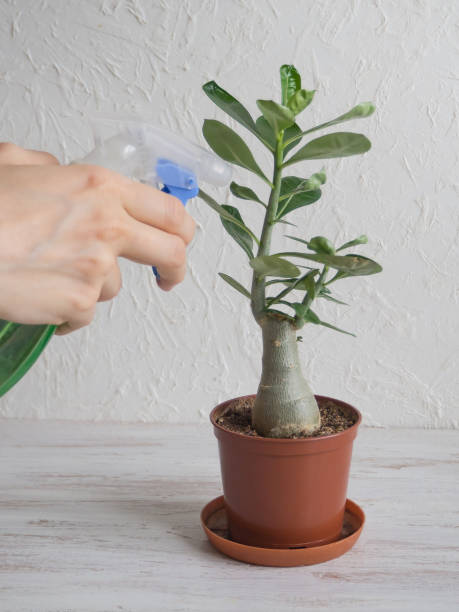 istock Spraying houseplants with a spray bottle. 1138400464