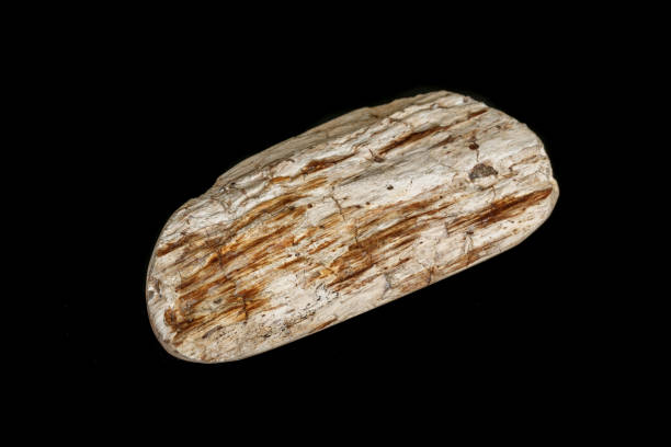 istock macro mineral stone Petrified wood on a black background 1138400811