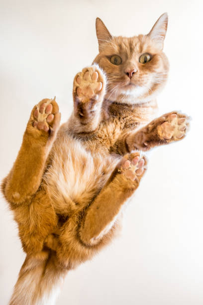 istock Portrait of a Ginger Cat view From Bottom Up 1138401668