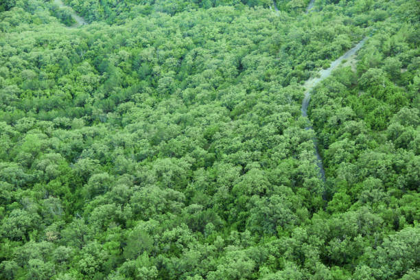 istock Aerial top view forest, Texture of forest view from above. 1138401757