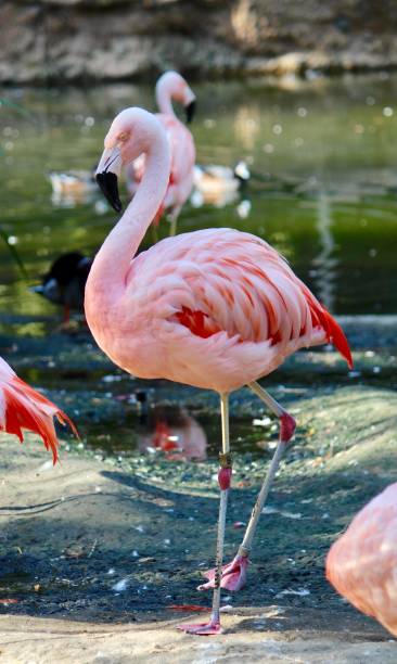 istock Pink Flamingo 1138401854