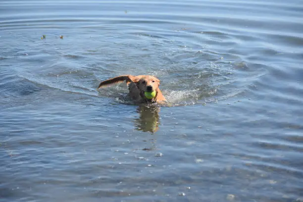 Adorable little red duck dog swimming in the ocean with a tennis ball.