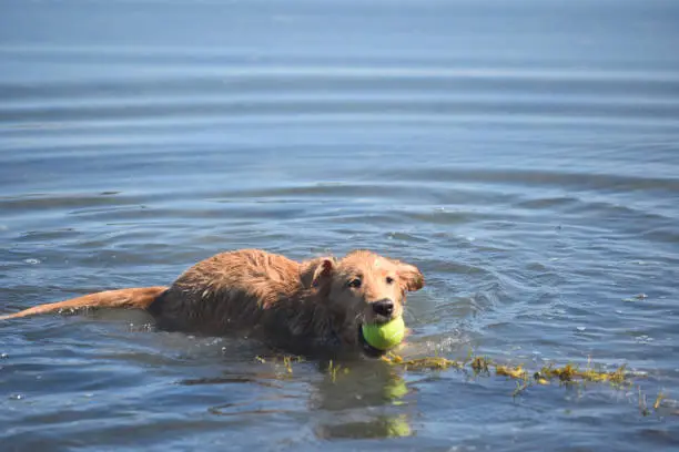 Swimming duck tolling retriever dog with a tennis ball in his mouth.
