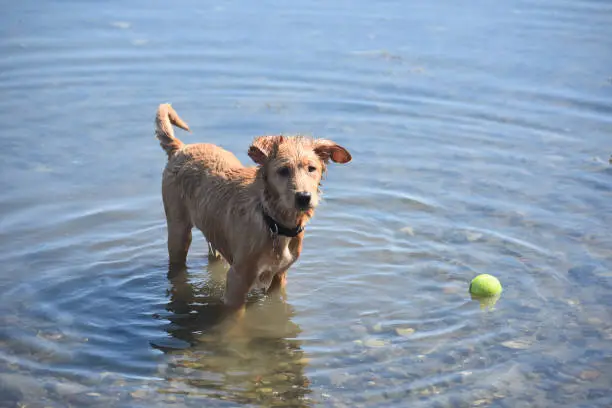 Adorable face of a wet Nova Scotia Duck Tolling Retriever puppy standing in shallow water with a tennis ball.