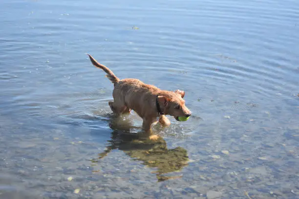 Wet dog wading in shallow water with a yellow ball.