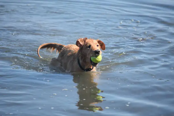 Very wet Nova Scotia duck tolling retriever standing in water with a tennis ball.