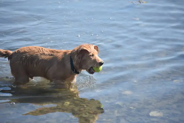 Cute duck tolling retriever with a tennis ball in his mouth.