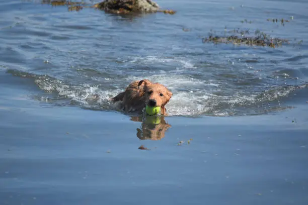 Cute duck tolling retriever swimming in the water with a ball in his mouth.