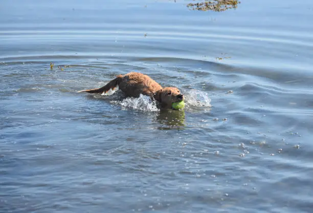 Cute toller puppy dog swimming with a ball in his mouth.