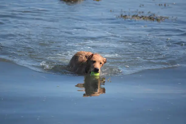 Little red duck dog playing in the water with a tennis ball.