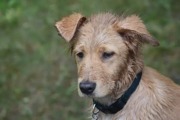 Very concerned look on the face of a duck tolling retriever pup that is wet.