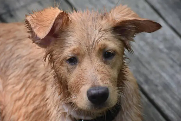 Sweet face of a soggy wet little red river dog on a deck.
