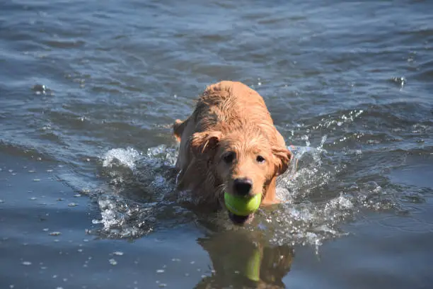 Cute wet toller puppy standing in water with a tennis ball.