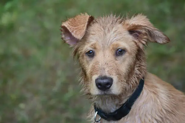Wet Yarmouth toller puppy dog with funny ears.