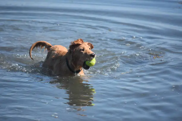 Adorable wet Yarmouth toller puppy dog with a tennis ball in the water.