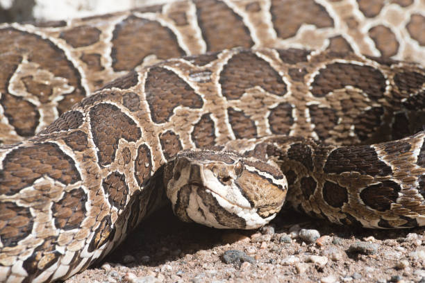 istock Bothrops alternatus, Yara of the Cross 1138403674