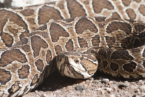 Crotalus oreganus, commonly known as the Western rattlesnake or northern Pacific rattlesnake, is a venomous pit viper species found in western North America from the Baja California Peninsula to the southern interior of British Columbia.  Sutter Buttes, California.