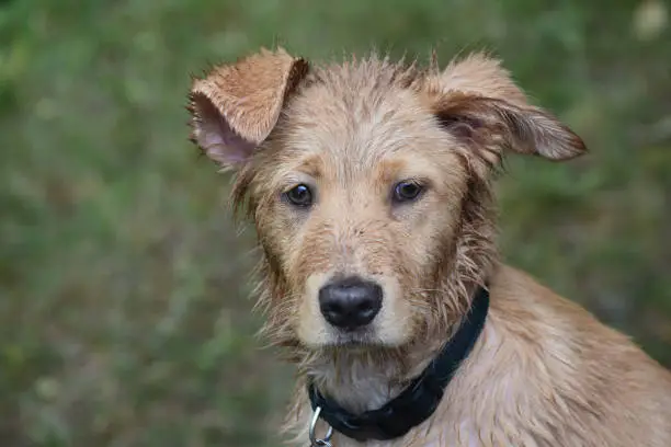 Very wet and muddy face of a Nova Scotia Duck Tolling Retriever.