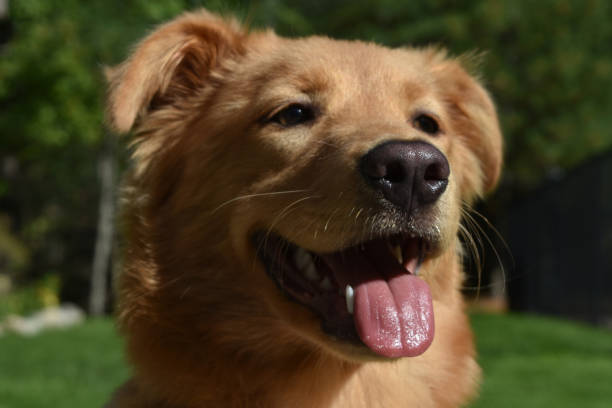 istock Looking into the Precious Face of a Toller 1138403997