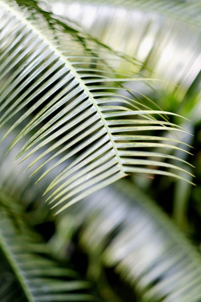 istock Leaves of ornamental palm 1138404195