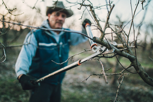 One man, senior man pruning fruit trees in his orchard in winter.