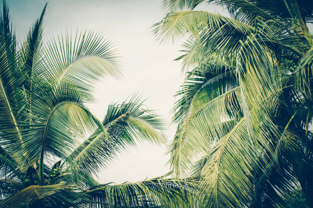 istock Coconut palm tree foliage under sky. Vintage background. Retro toned poster. 1138404365