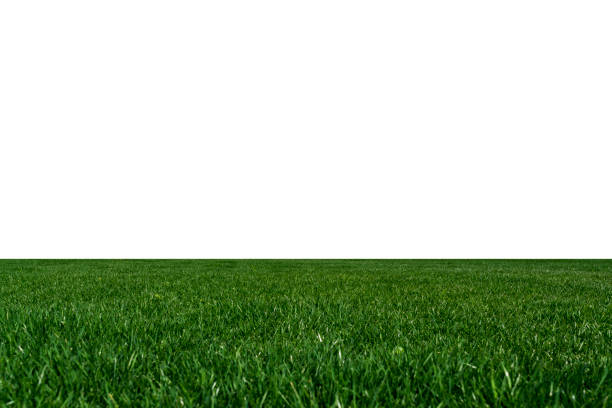 istock Blades of Green Grass Isolated on a white background 1138404427