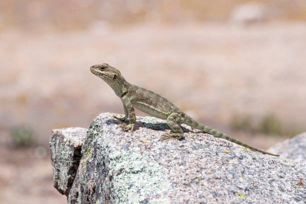 istock Pristidactyluss, female-Sinhala lizard 1138404452
