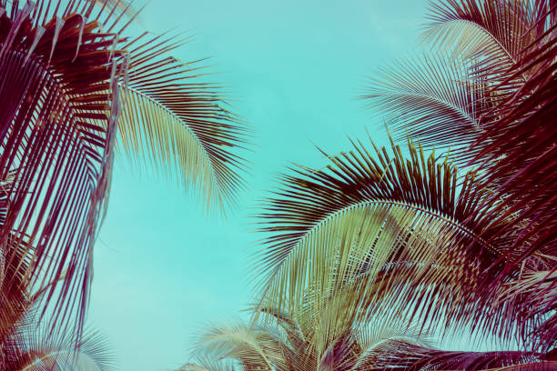 istock Coconut palm tree foliage under sky. Vintage background. Retro toned poster. 1138404998