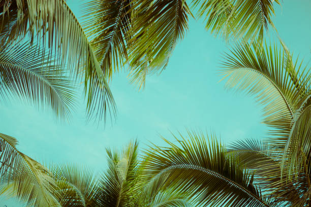 istock Coconut palm tree foliage under sky. Vintage background. Retro toned poster. 1138405060