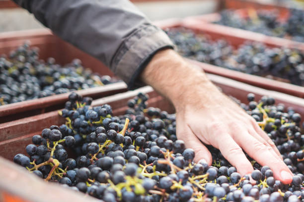 istock Vine Harvest in Rural Vineyard 1138405208