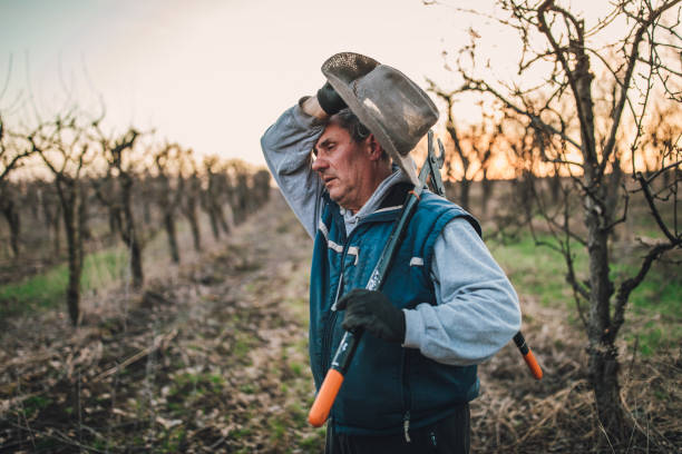 One man, senior man ready for pruning fruit trees in his orchard in winter, holding pruning shears, he looks tired.