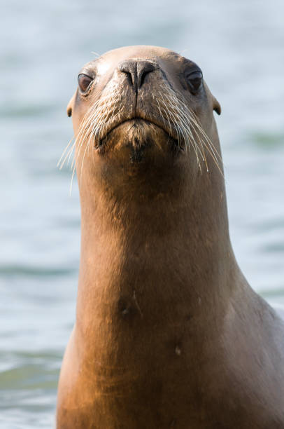 istock Sea Lion pup 1138405476