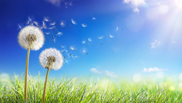 diente de león con viento en campo-semillas soplando azul cielo - soplar fotografías e imágenes de stock