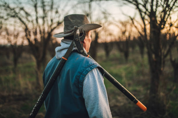 istock Senior farmer with pruning shears 1138405629