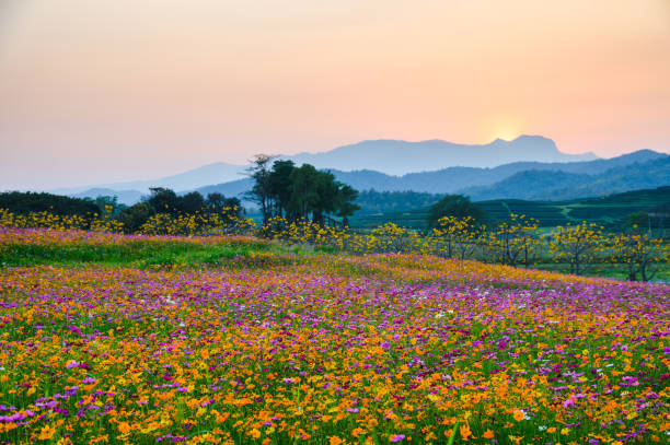 istock Colorful cosmos flower blooming on hill 1138405661