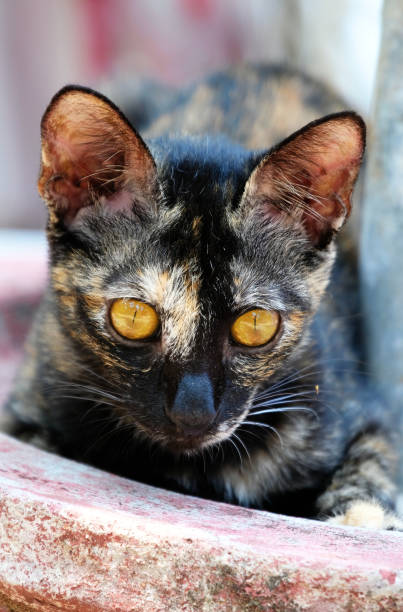 istock tortuga cat with yellow eyes 1138405701