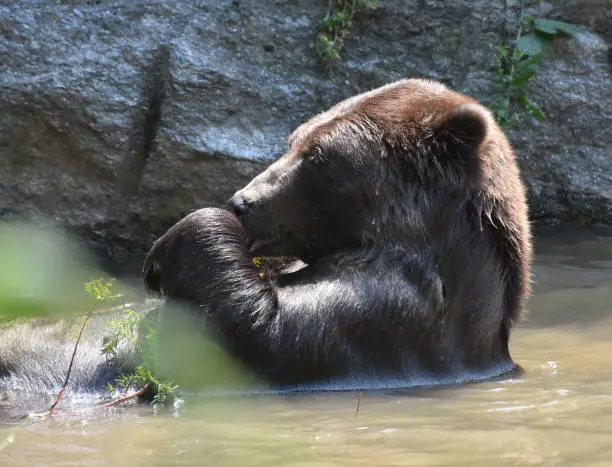 Kodiak bear bathing in the wild, holding a twig in its paws