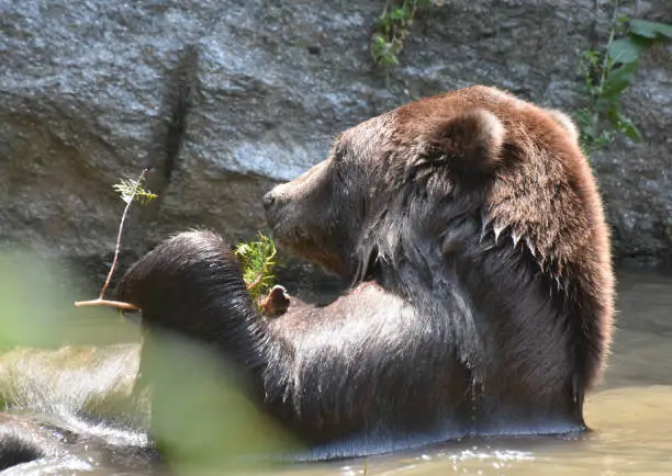 Kodiak bear floating on its back while taking a bath