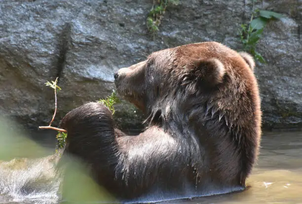 Cute peninsular grizzly taking a bath in the wild, floating on its back.