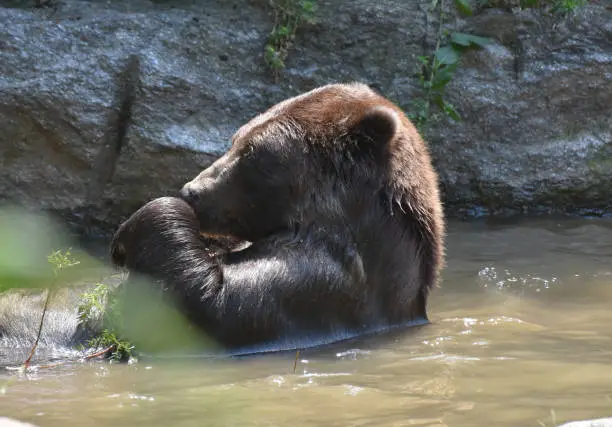 Wild brown bear floating on its back while bathing