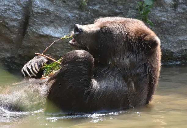 Adorable brown bear nibbling on a twig while taking a bath