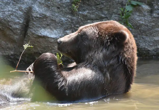 Great side view of a wild brown grizzly taking a bath. Floating on its back relaxing.