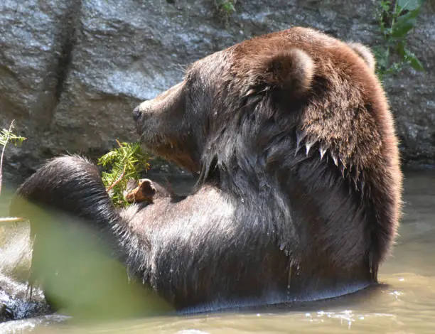 Cute brown bear floating in the water, while holding a twig in its paws
